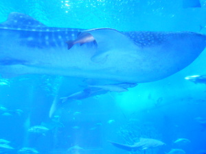 美ら海水族館のジンベイザメ